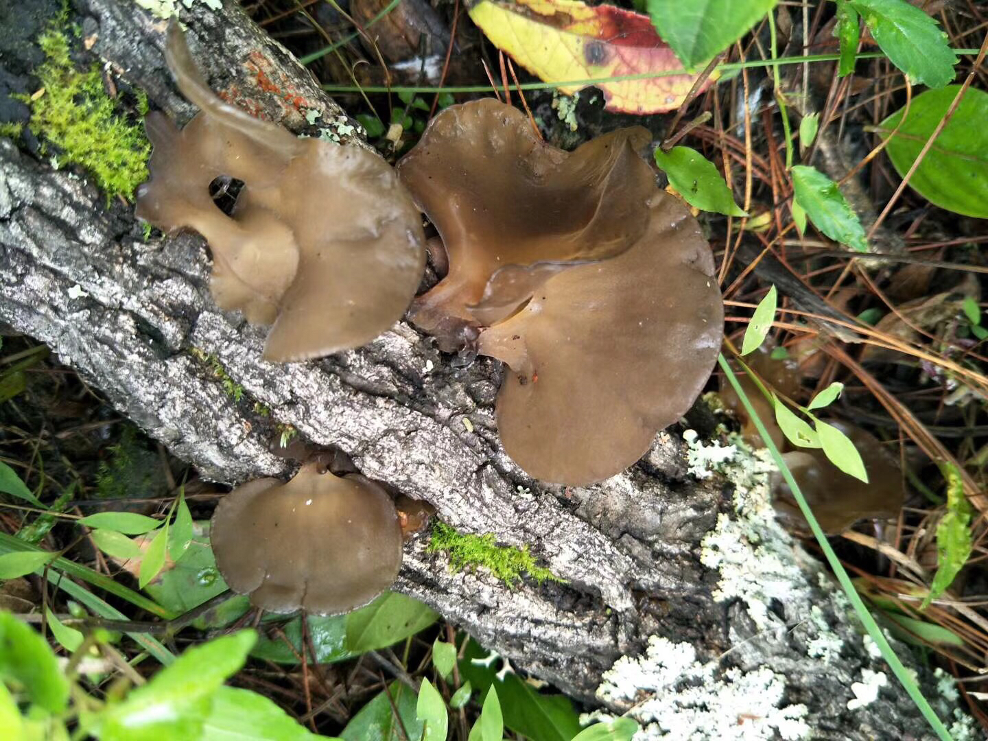 「野生香菇/野生黑木耳」,头茬,纯野生,自己摘晒干,安全放心,包邮