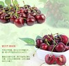 琪琪车厘子 商品缩略图4