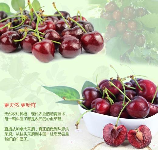 琪琪车厘子 商品图4