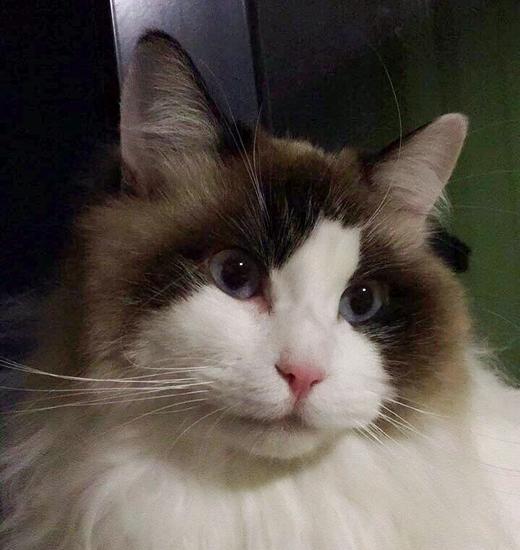 062003免费的直播 商品图0