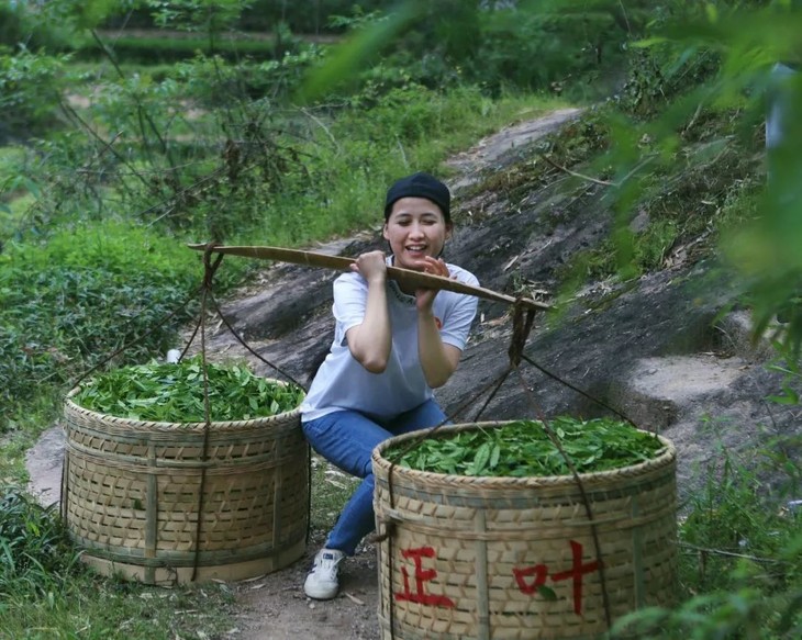 鲜叶必须尽快人工挑下山,送到厂里 一担大约130斤,试了一下,我根本