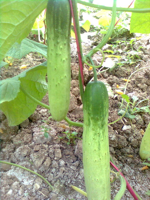 地黄瓜 - 创元品