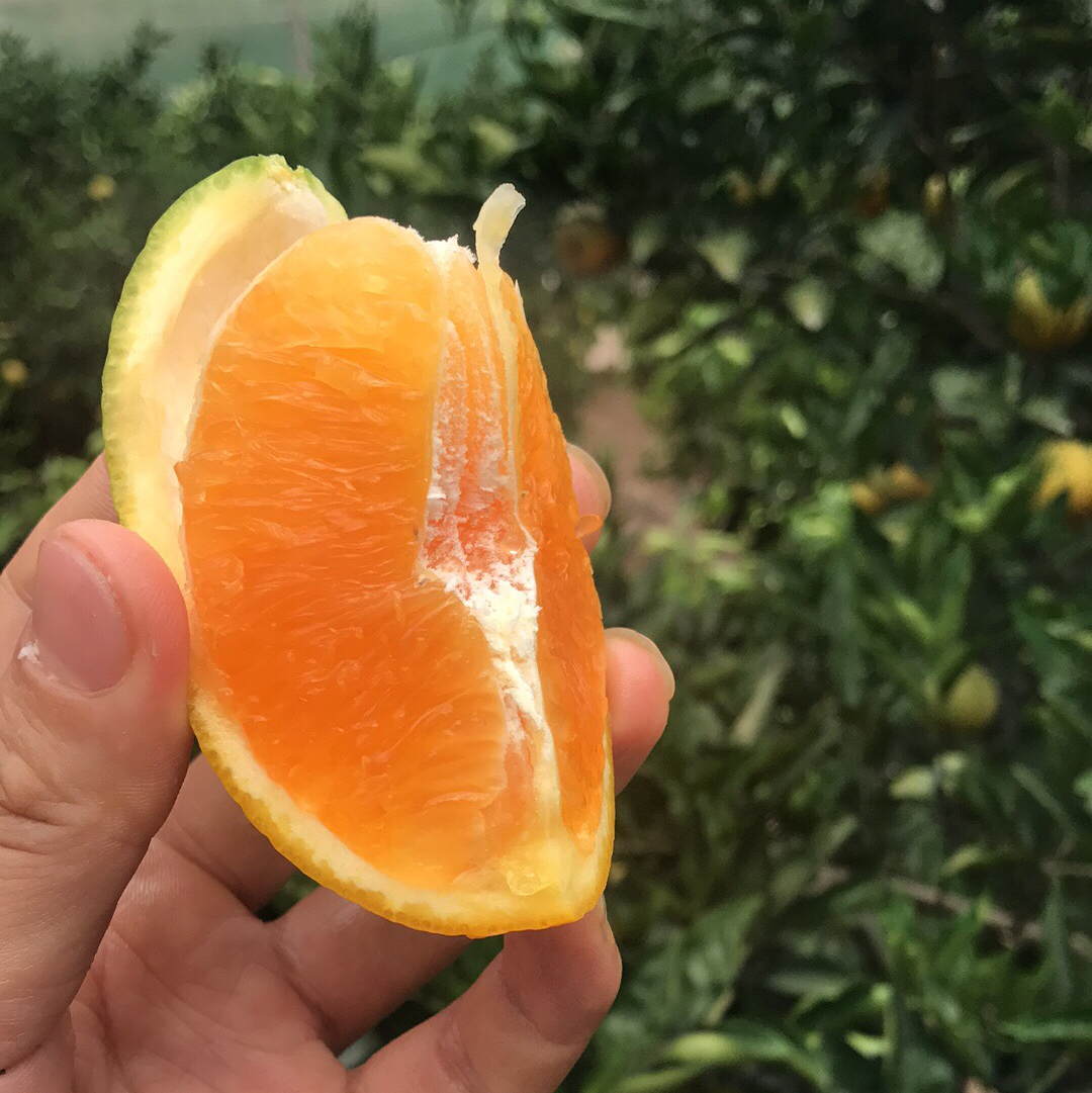 秭归蜜奈夏橙(百世快递)