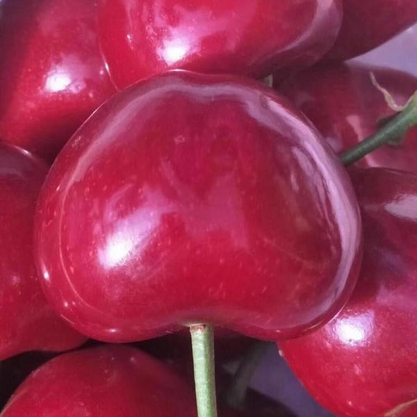 【仅发省内】大连樱桃沙蜜豆,净重3斤,新鲜汁多肉厚一级果,22号产地