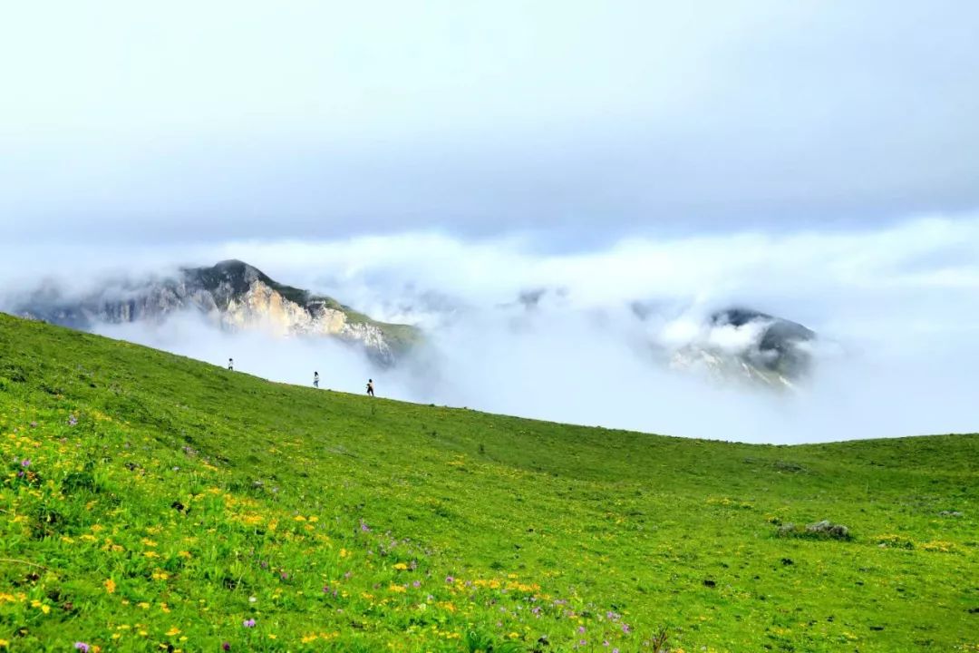 【优选 线路】【九顶山】花开九顶山了解一下,花的世界,露营的天堂