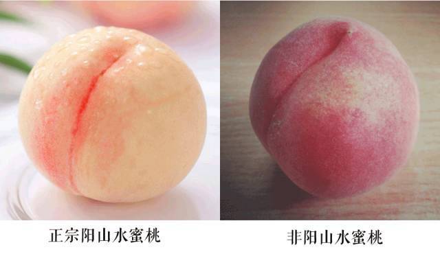 【阳山桃王 单果8两 限量预售 7月2号发货】【阳