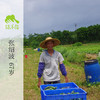 生态青瓜 | 绿家自产* Eco-cucumber | Self-production 商品缩略图2