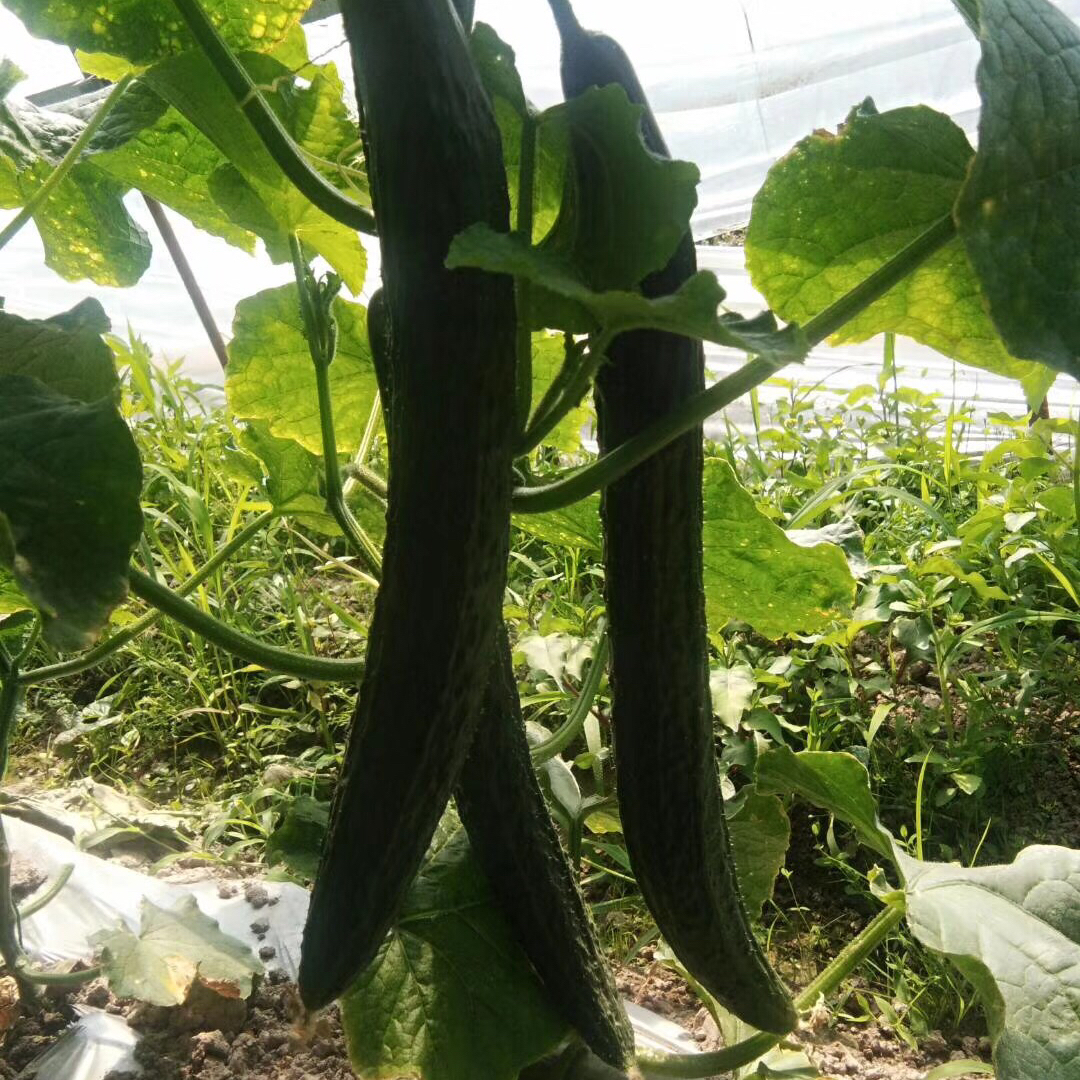 高山青黄瓜500克