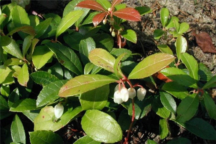 芳香白珠 冬青木 尼泊尔野生