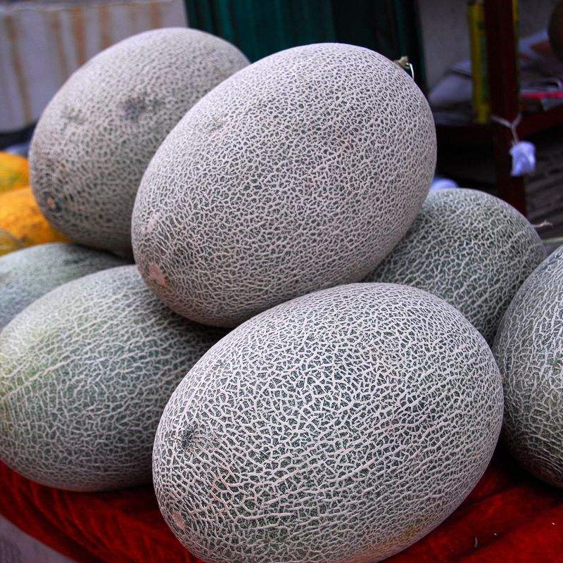 新疆伽师瓜(8月上市)