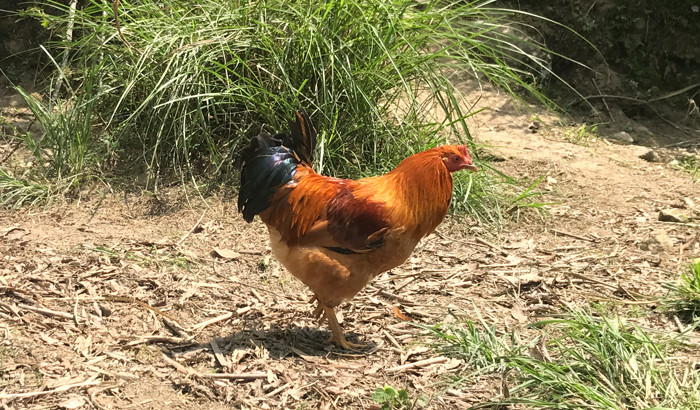 龙岩纯种散养河田鸡 双冠短腿阉公鸡