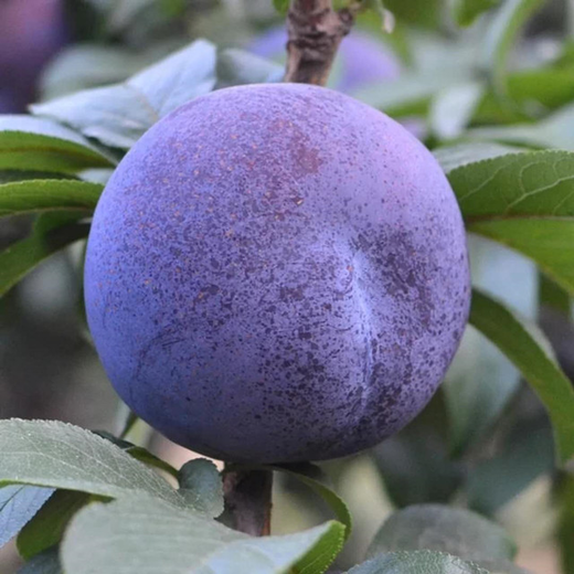 助力陕西黑布林走出大山,13.