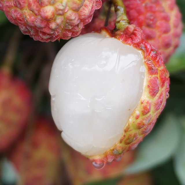 广东人也极少吃过|历代贡品,荔枝遗珠仙进奉