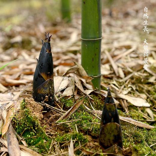 老伙记雷竹笋干400g袋装天然细叶乌头雷竹干笋新鲜春笋干有机产品森林