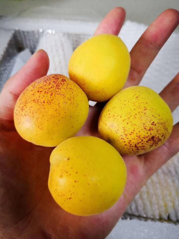 「北纬37°香蜜杏」