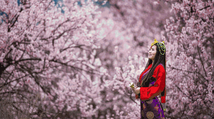 【川藏线】川西梨花,波密林芝桃花11天摄影