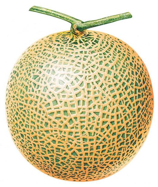 爱媛38号橙子 商品图0