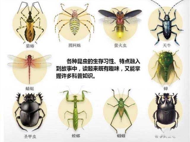 昆虫的三大特征图片图片