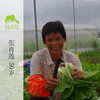 生态牛角椒 | 绿家自产*Ecological Cayenne pepper | Self-production 商品缩略图2