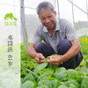 生态豌豆苗 | 绿家自产*Ecological pea seedlings | Self-production 商品缩略图2