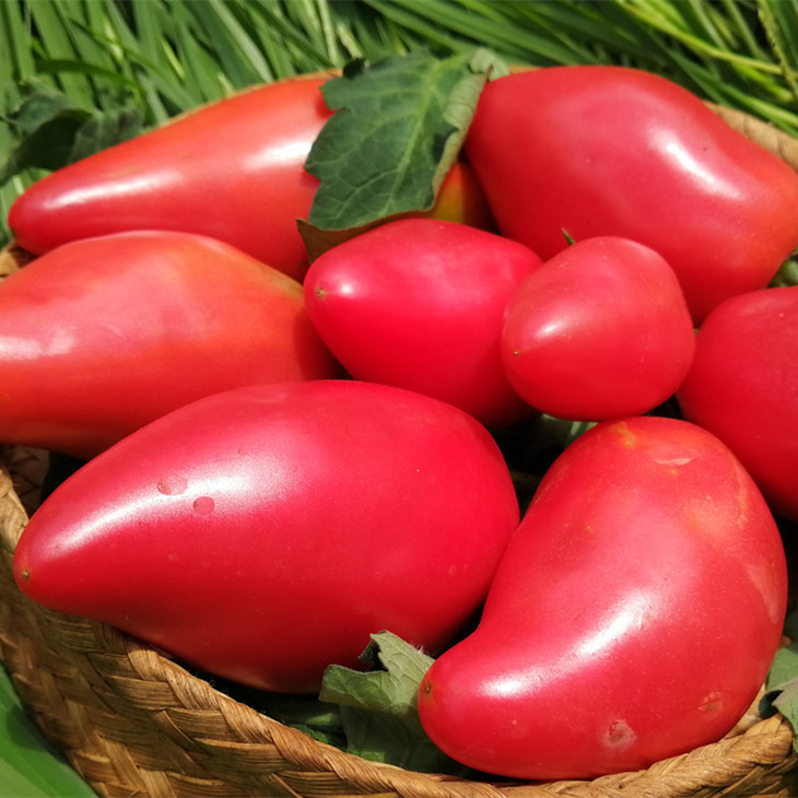 梓盟自留种番茄种子