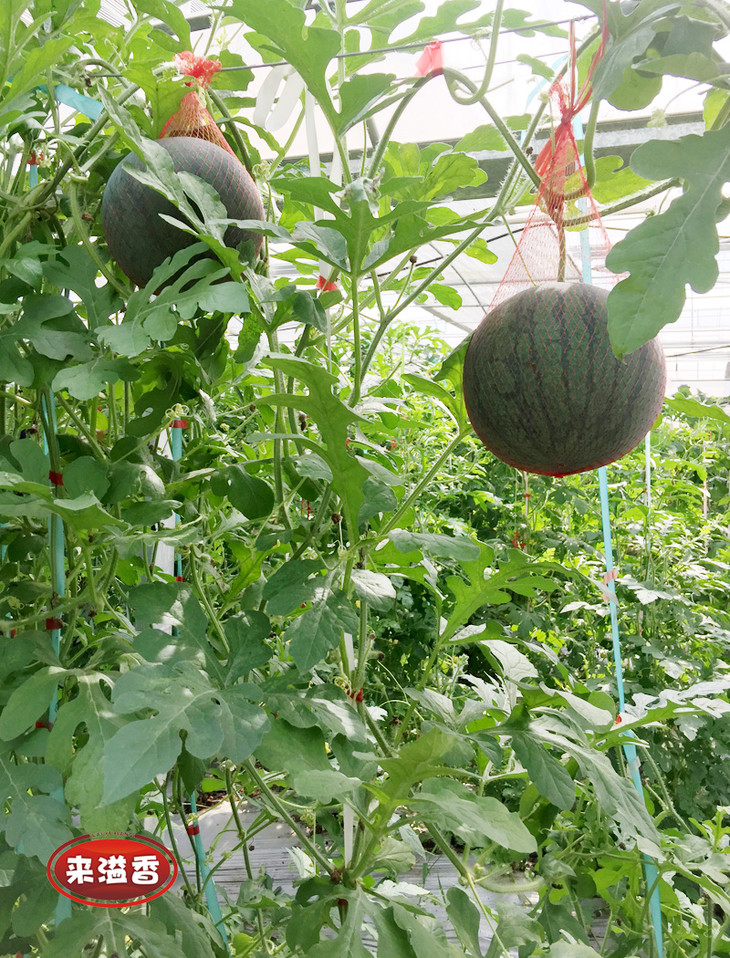 一藤一瓜,可谓瓜中的独生子女.