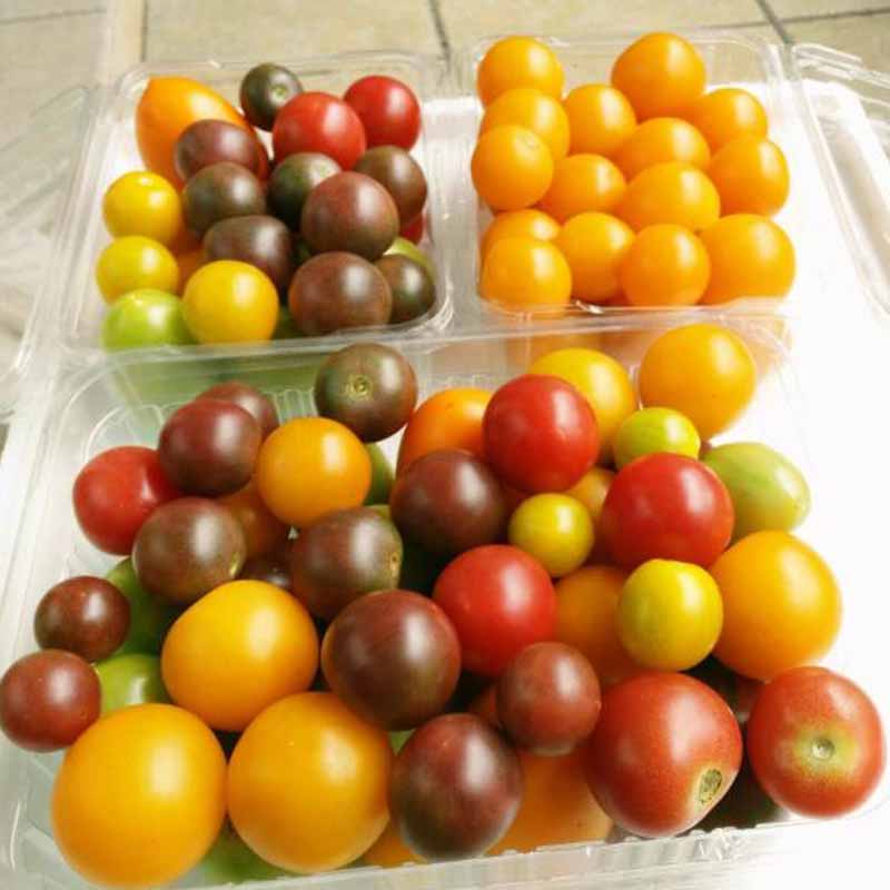 川农教师自主培育 五彩番茄 每天限量10份 新鲜采摘