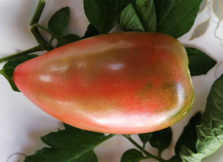 六零食材|笨笨芒果番茄-4.5斤-自留种