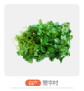 自产香菜 商品缩略图0
