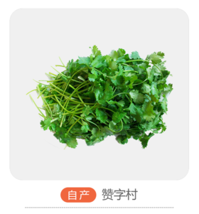 自产香菜