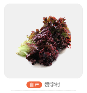 自产紫叶生菜