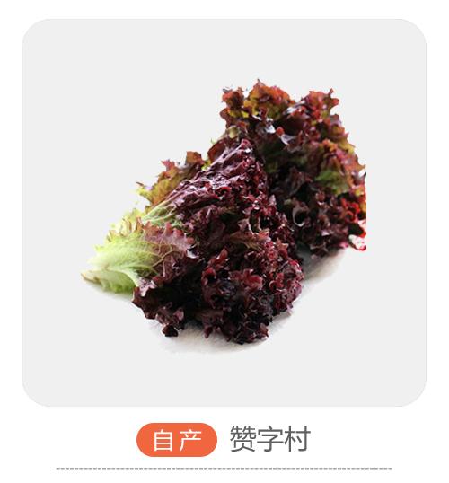 自产紫叶生菜 商品图0