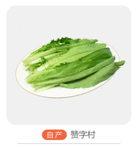 油麦菜（哈尔滨）