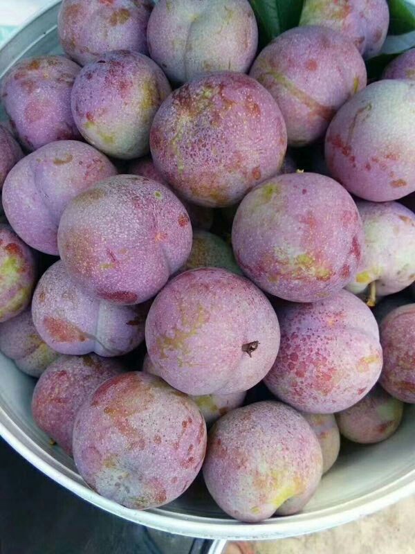 东留芙蓉李开始出售,自家种,纯天然!不要问我好不好吃,甜不甜!