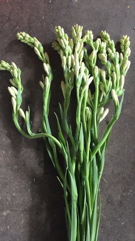 【昆明直发】3人团||国产晚香玉,39.