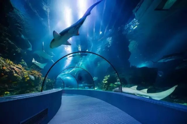 94元起抢购 上海长风海洋世界奇遇之旅,360°接触海底总动员