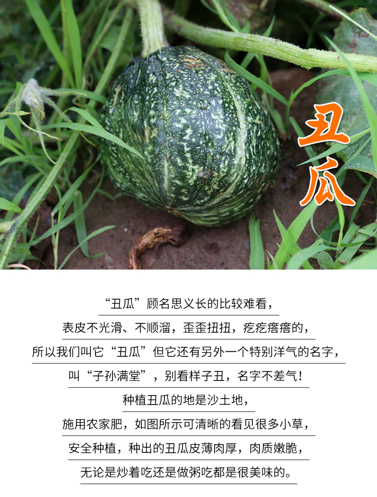 沙土地自种丑瓜 丑倭瓜超级鲜嫩适合炒着吃 750g