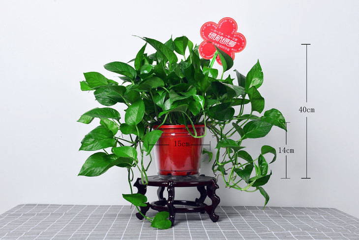 红高储水盆绿航绿萝