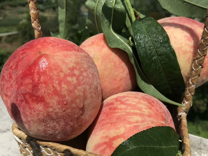 一起买专享优惠【科技特派员袁军推荐】充国香桃脆桃新鲜水果应季现摘