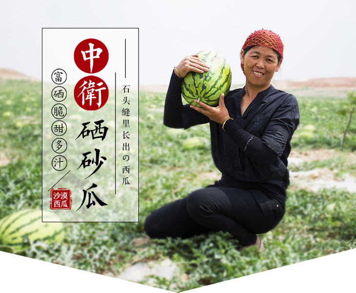 宁夏中卫硒砂西瓜 石头缝里长出来的西瓜 一个约12斤-16斤 (水果)