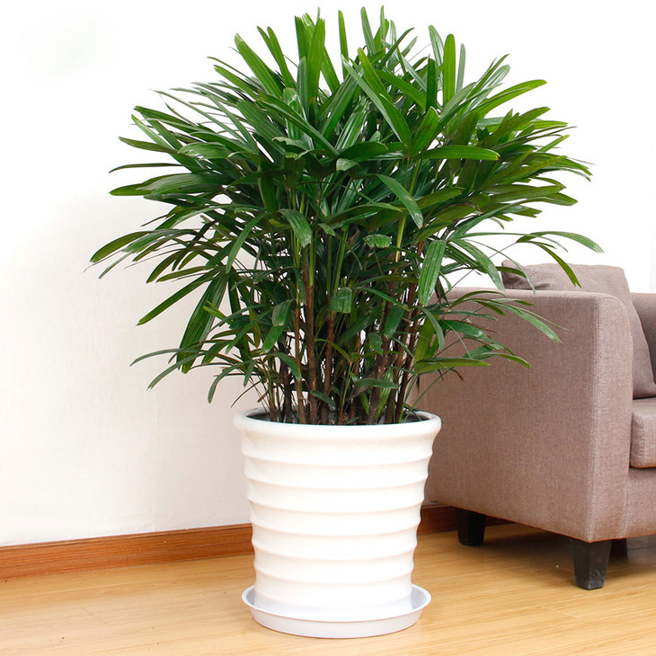 【快速送达】棕竹绿植盆栽-中型盆栽绿植花卉强大生旺净化室内空气