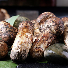 新鲜野生松茸菌菇 云南西藏四川土特产山珍蘑菇500g