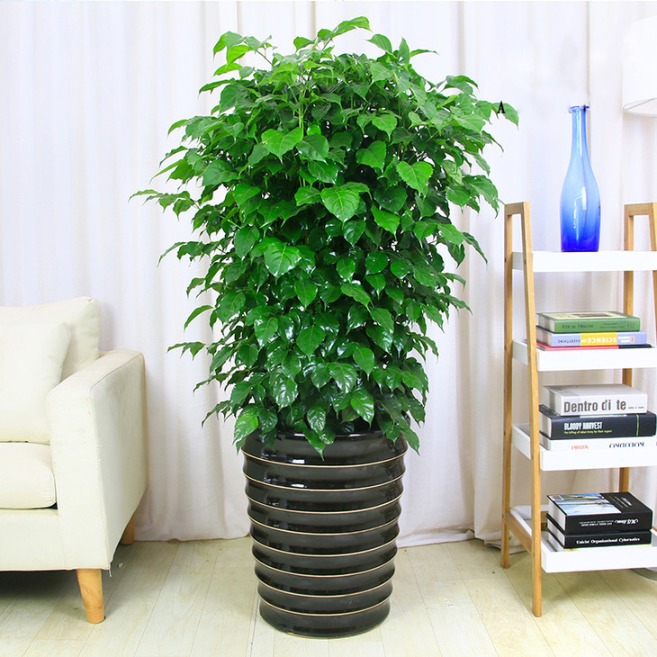 幸福树盆栽高约1米5-大型绿植盆栽送乔迁开张开业家居摆放净化空气