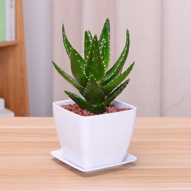 芦荟盆栽-办公桌室内桌面植物吸甲醛精华空气防辐射(盆子随机)
