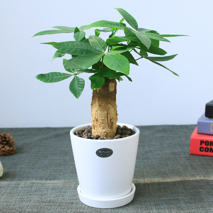 发财树盆栽小盆景摇钱树招财运新房装修客厅办公室绿植吸甲醛绿植