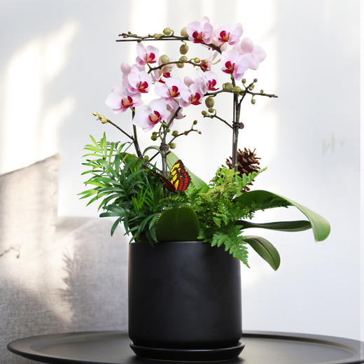 三株蝴蝶兰绿植盆栽-送长辈领导客户开张开业乔迁生日敬贺礼物(盆子