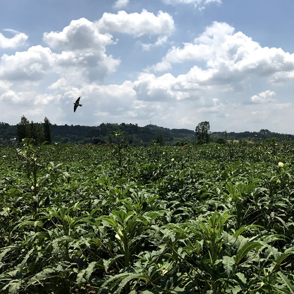 秋葵 脆嫩多汁 滑润不腻 香味独特 250g