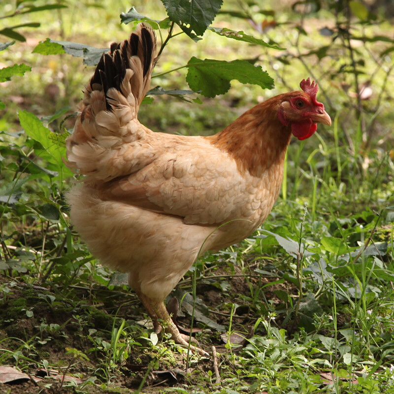 世界互联网大会指定用鸡 桐乡散养母鸡 营养健康土鸡 1100g左右/只
