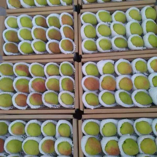 优质香梨 1000g/清新多汁 甜蜜可口 商品图2