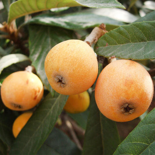 枇杷  500g/份（清甜爽滑、口口爆汁） 商品图1